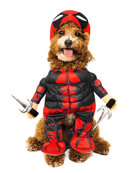 Deadpool Kostüm Hund